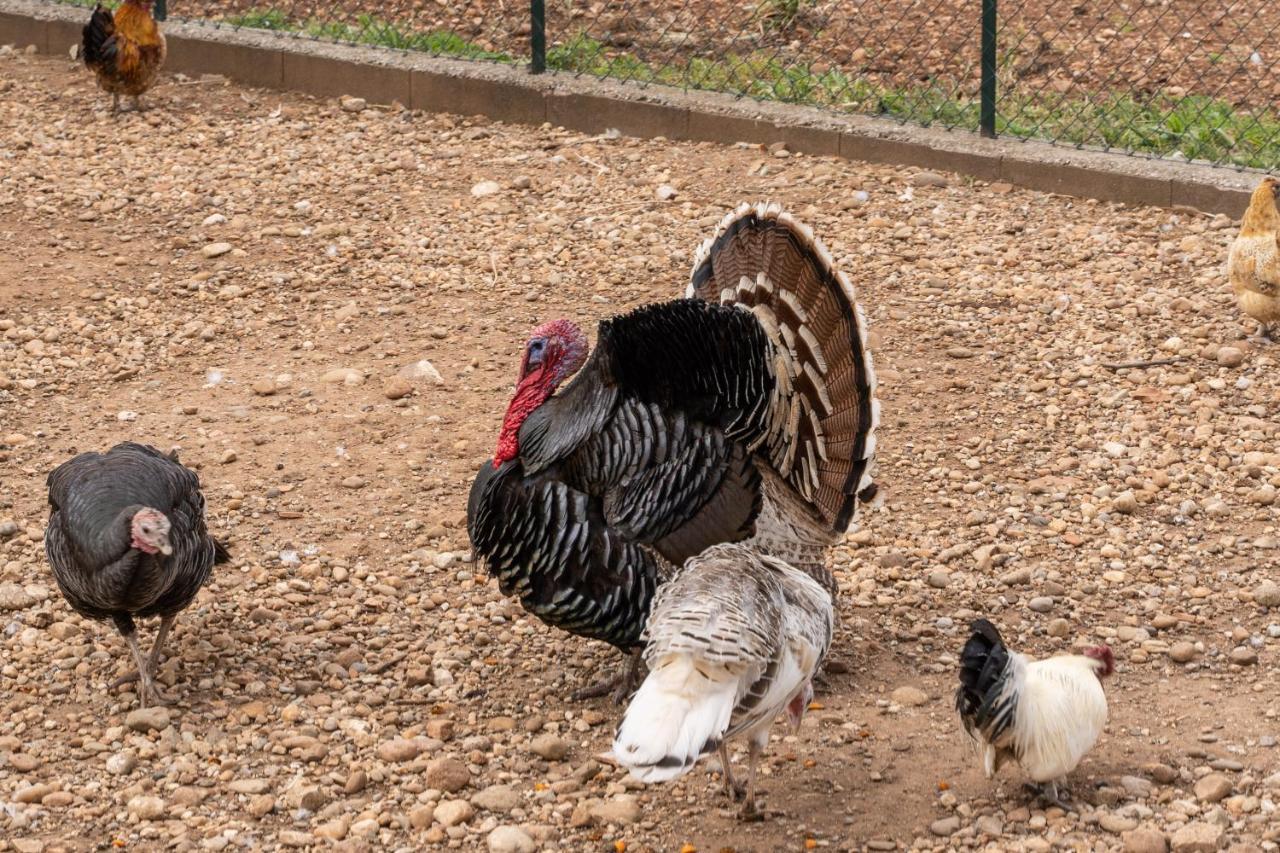 كستليوني ديلي ستفييرا Agriturismo Pozzo Fiorito المظهر الخارجي الصورة