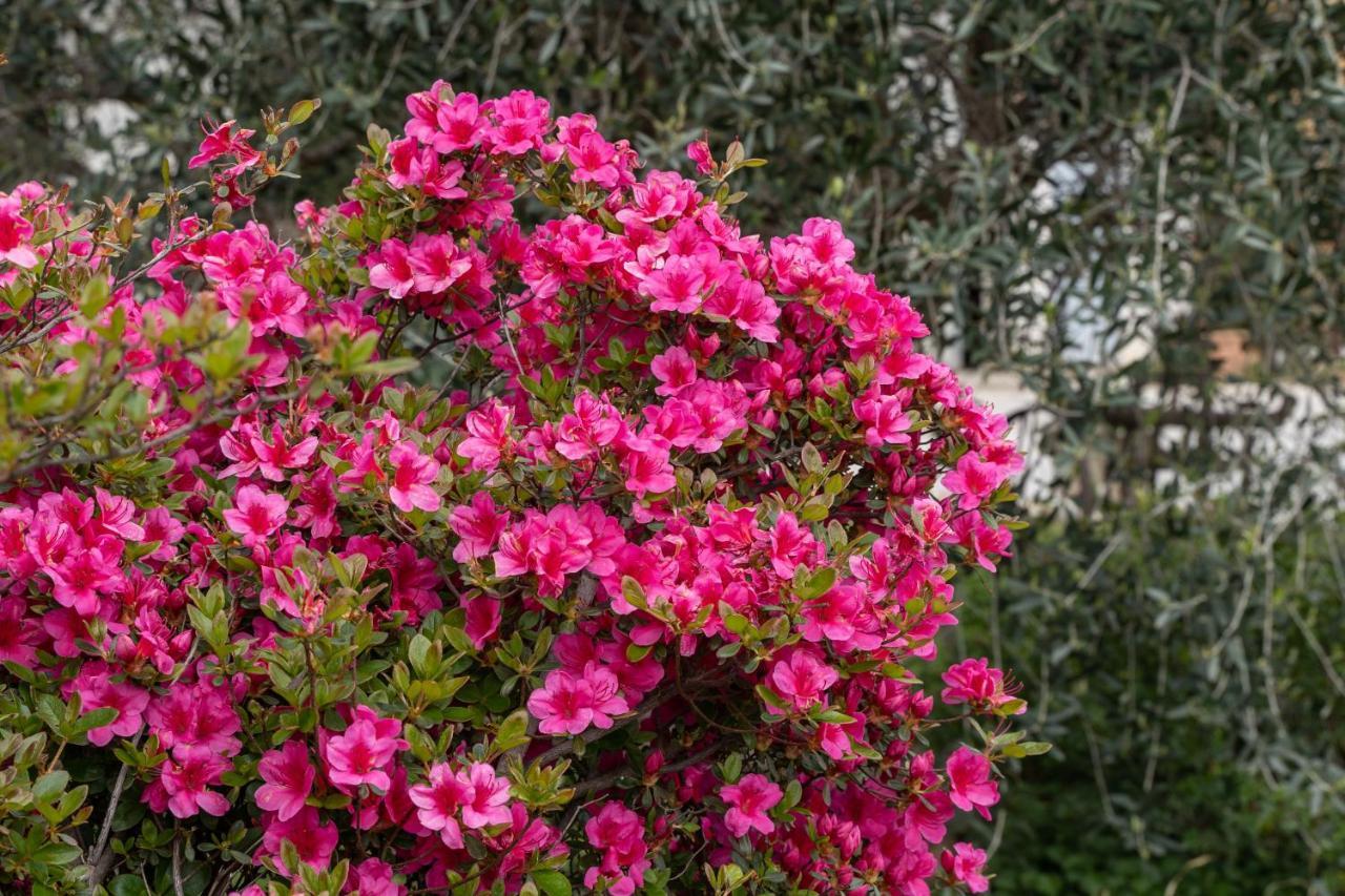 كستليوني ديلي ستفييرا Agriturismo Pozzo Fiorito المظهر الخارجي الصورة