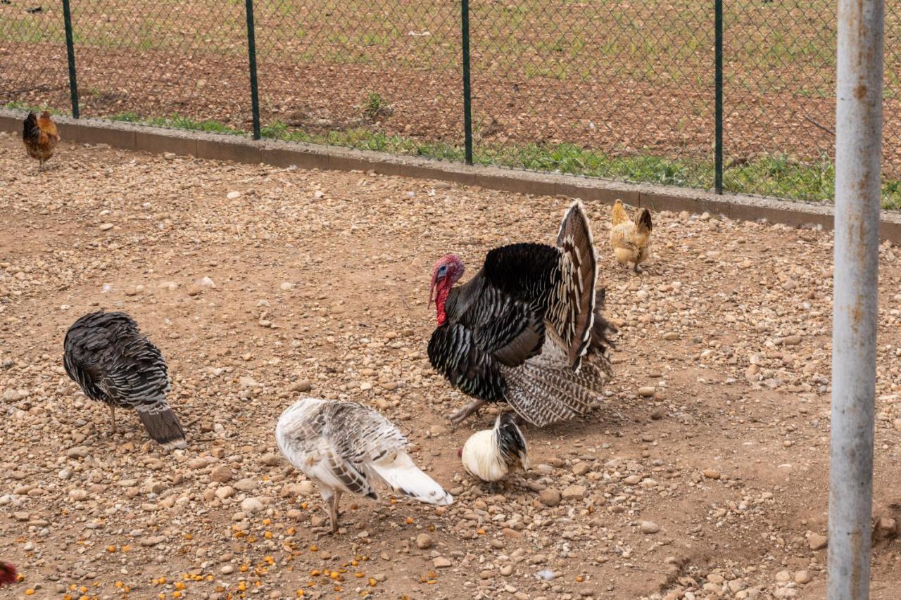 كستليوني ديلي ستفييرا Agriturismo Pozzo Fiorito المظهر الخارجي الصورة